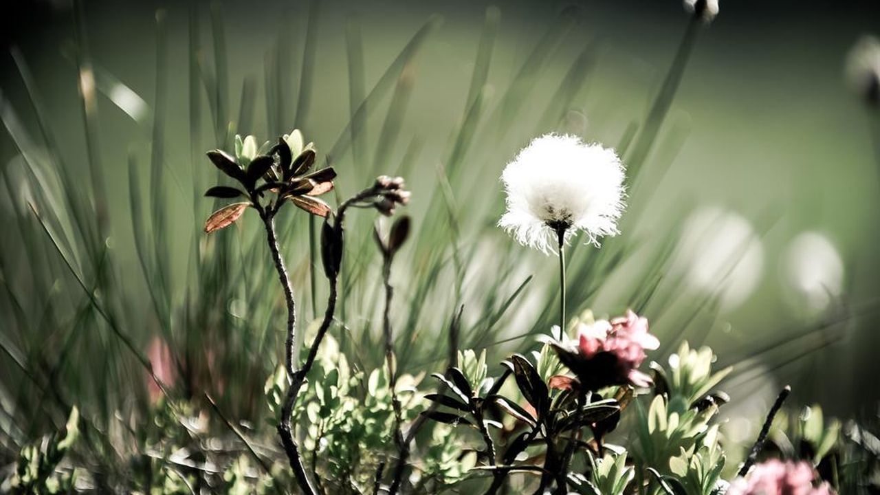 Natur Natur